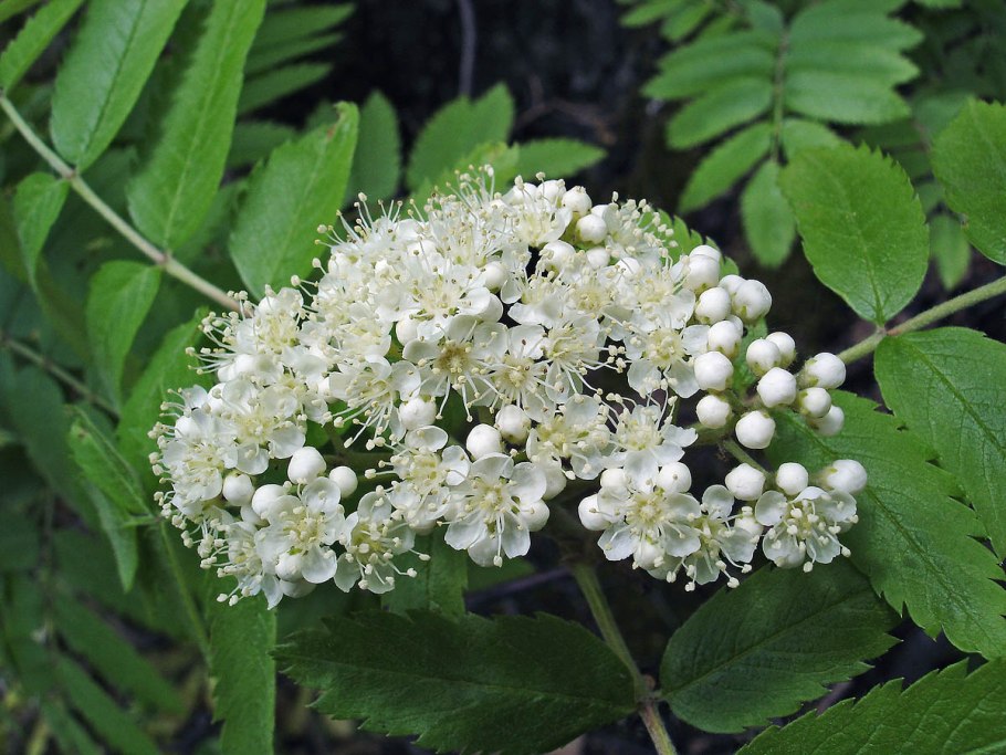 Рябина обыкновенная «Эдулис» (Sorbus aucuparia edulis)