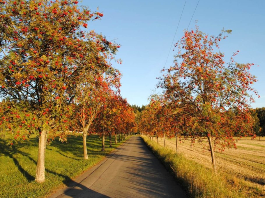 Рябина обыкновенная (Sorbus aucuparia l.)