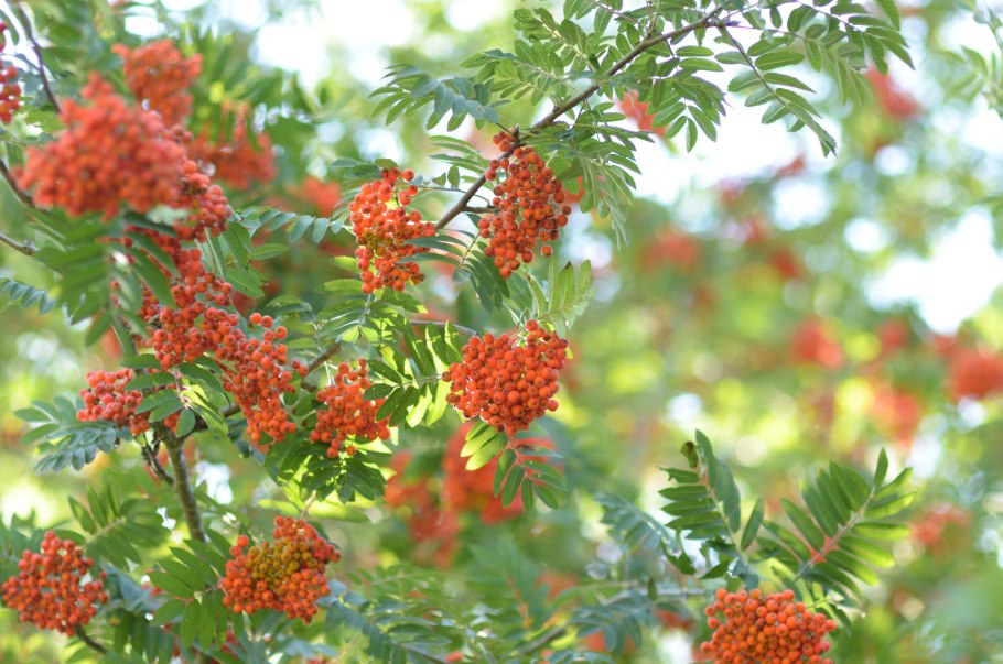 Рябина обыкновенная Sorbus aucuparia