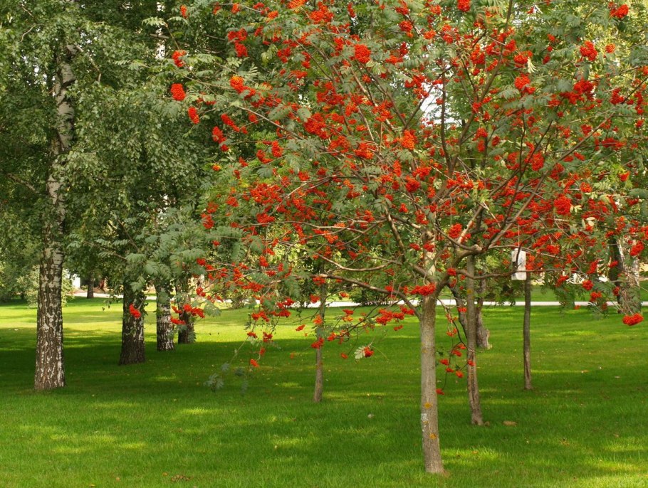 Рябина обыкновенная Sorbus aucuparia