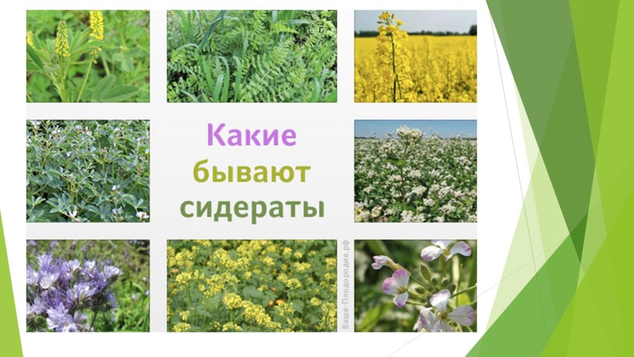 Фацелия пижмолистная