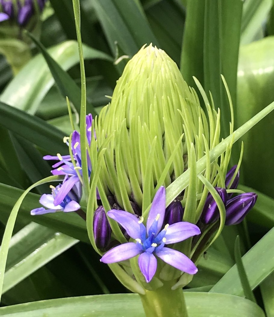 Пролеска красная книга