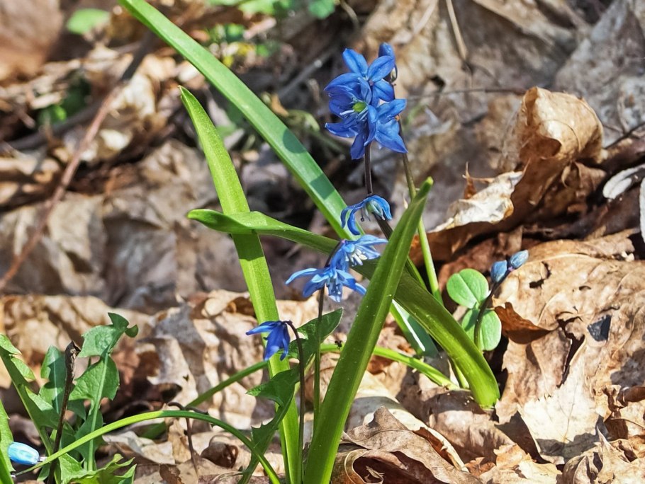 Пролеска Мищенко