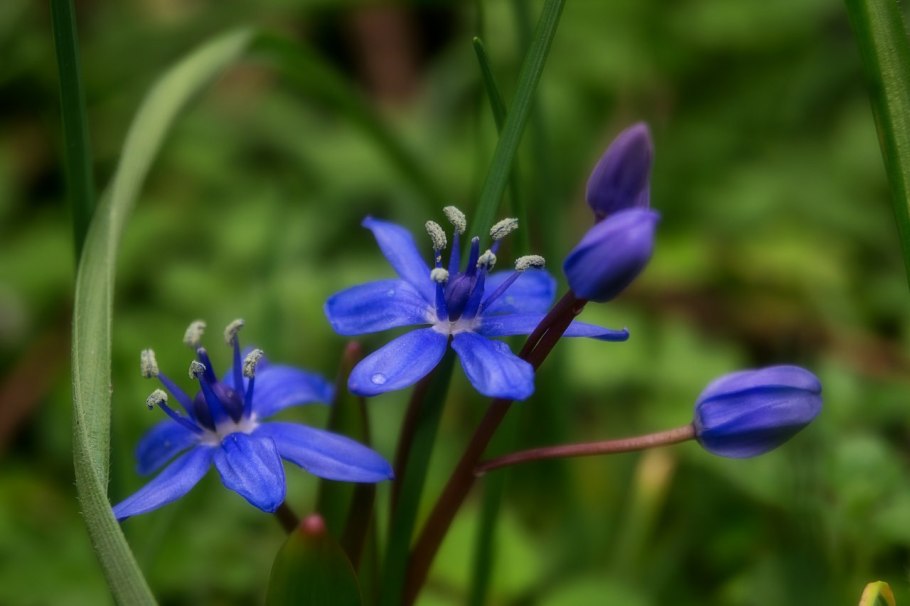 Пролеска пролесковидная