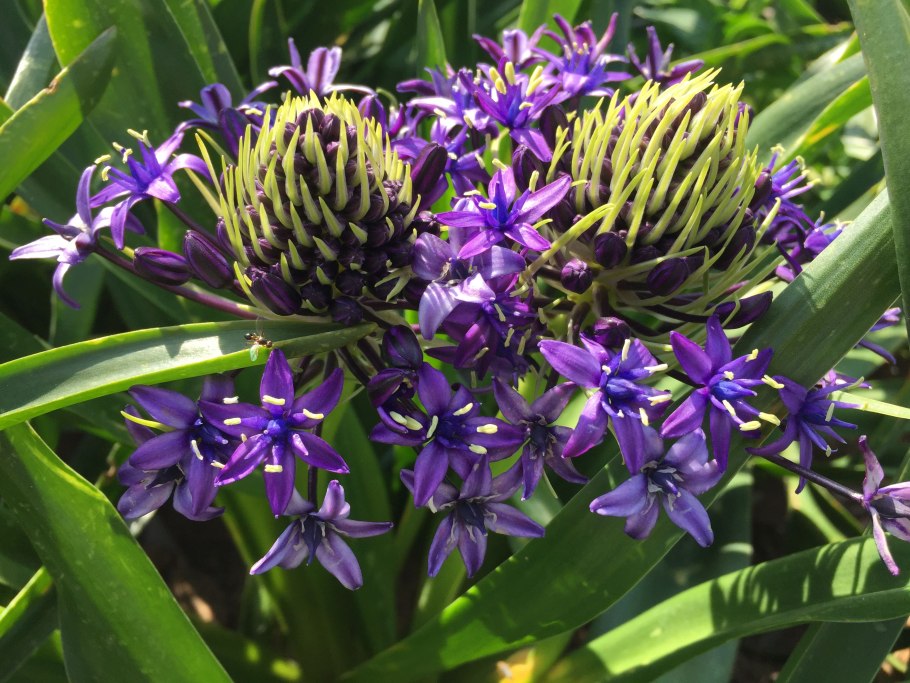 Сцилла Перуанская