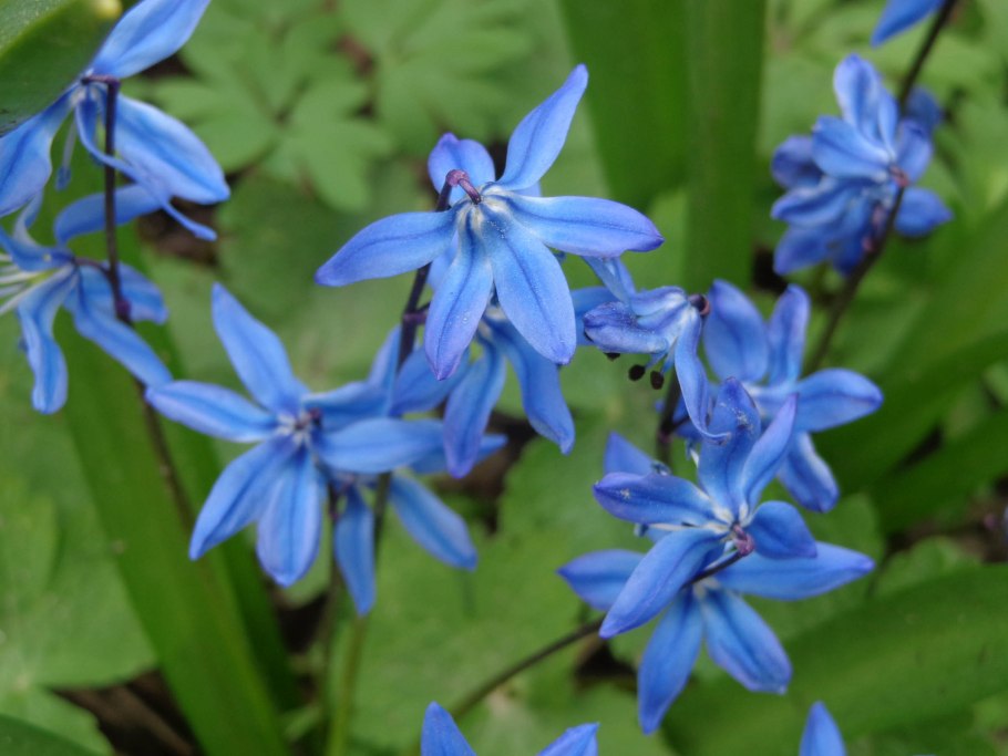 Пролеска Сцилла БИФОЛИЯ