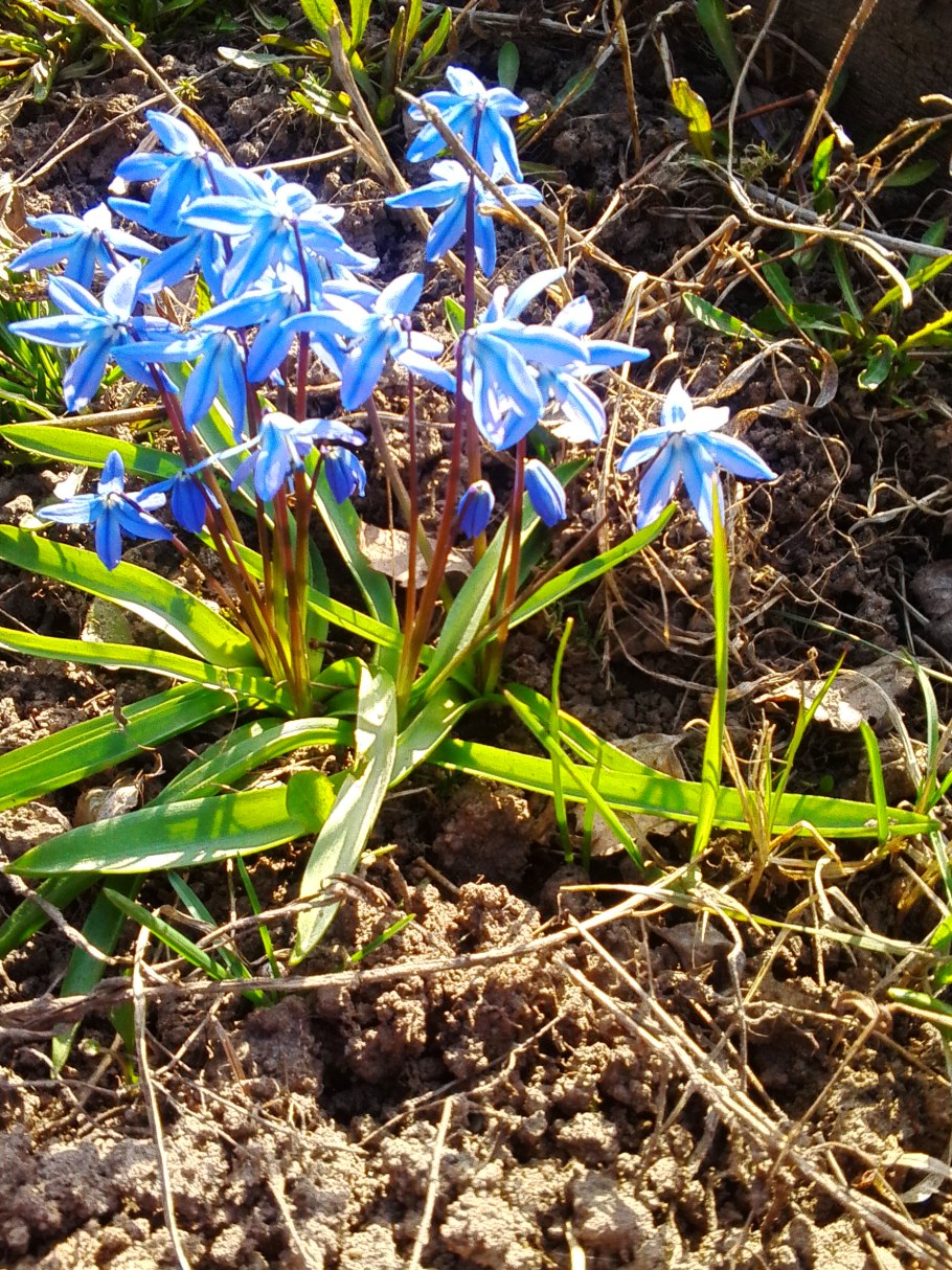 Пролеска одноцветковая