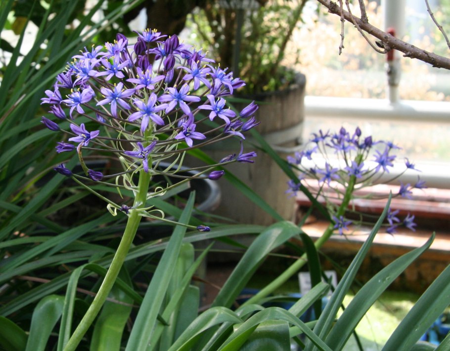 Сцилла Перуанская