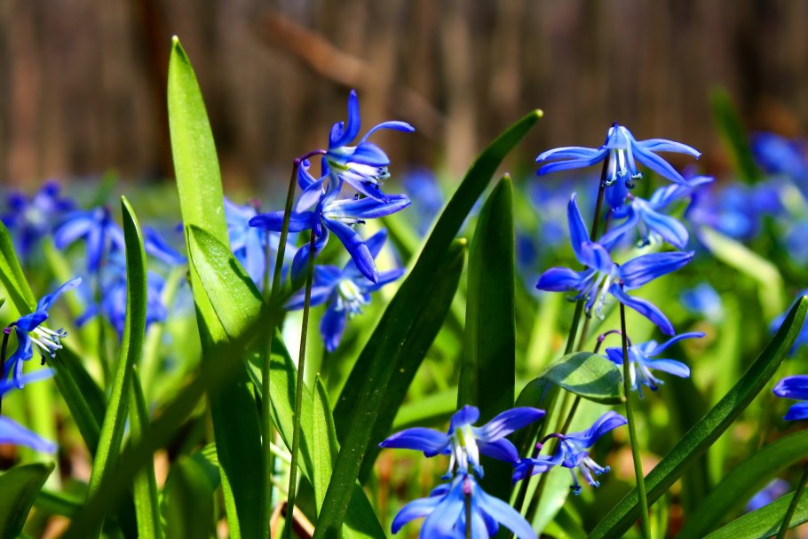 Цветок пролеска сибирская