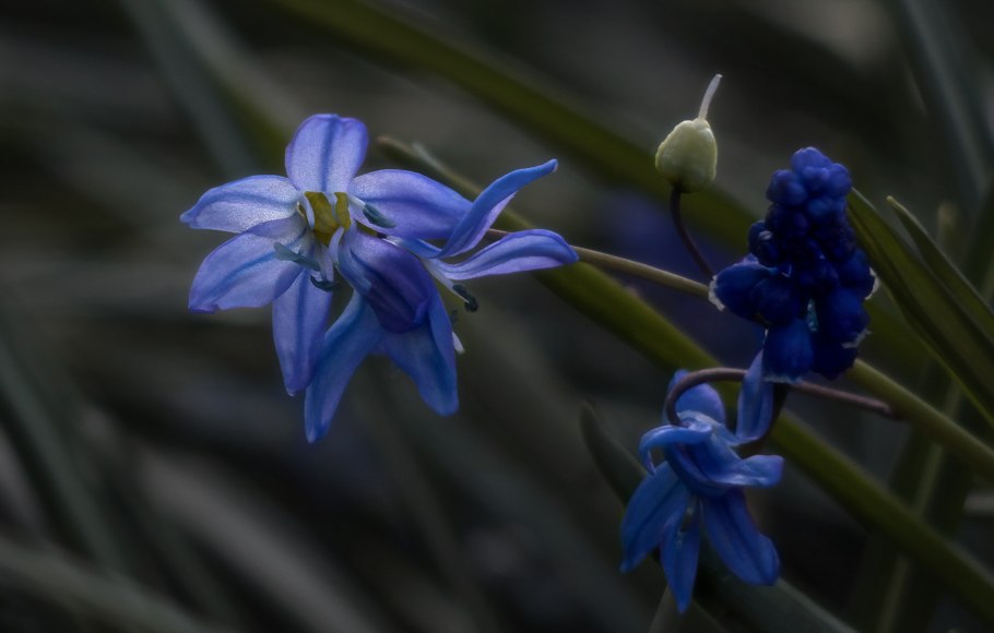 Пролеска Мищенко