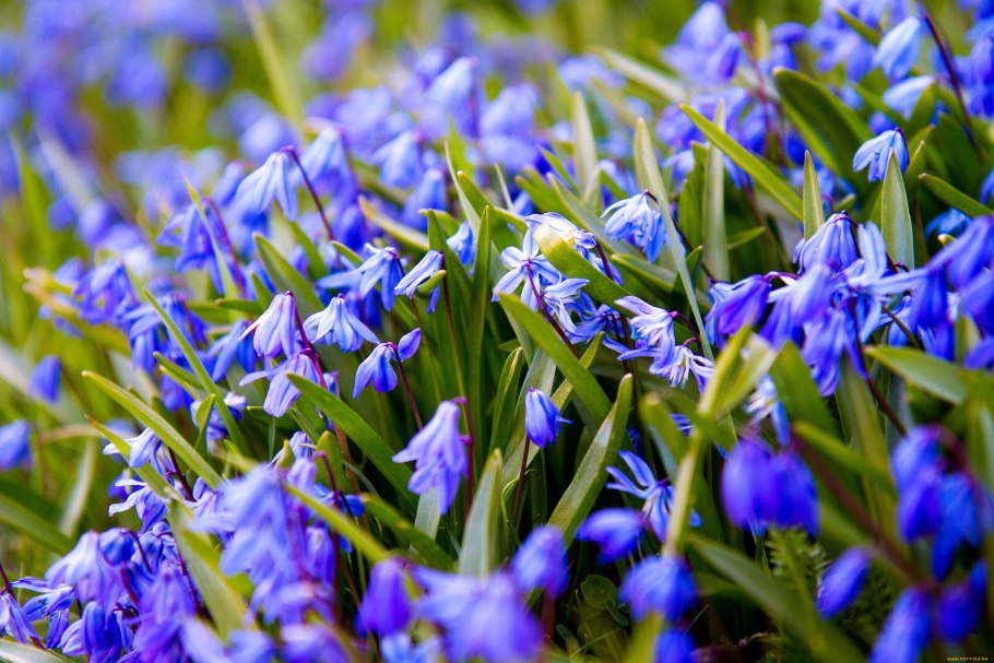 Подснежник галантус голубой