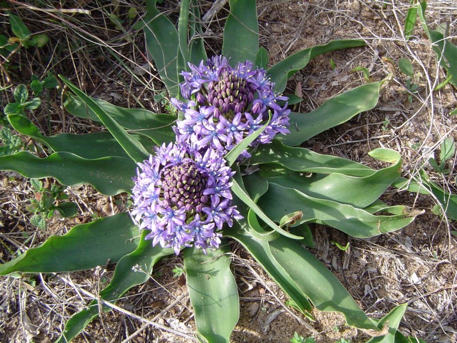 Сцилла цветок комнатный