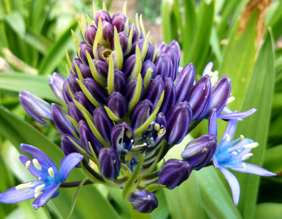 Пролески фото картинки