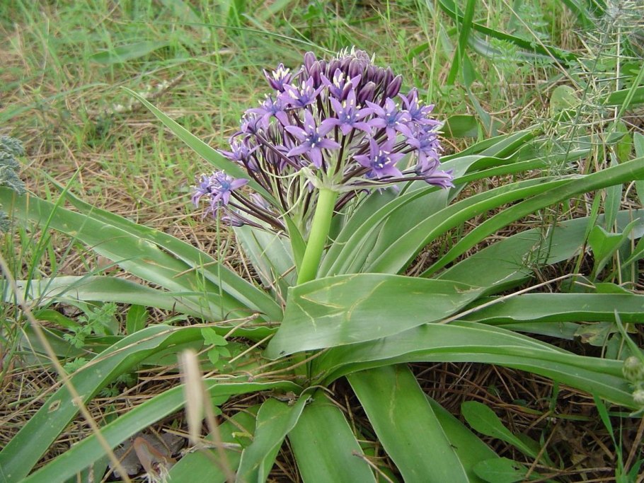 Сцилла Литардьера