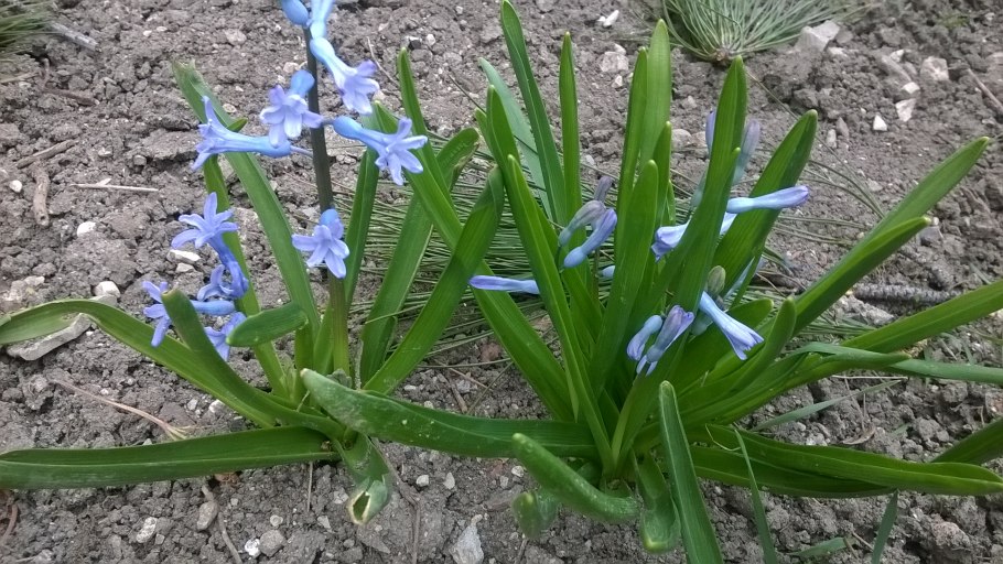 Пролеска осенняя