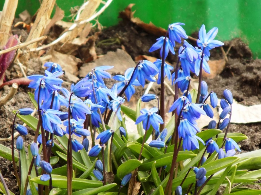 Пролеска двулистная