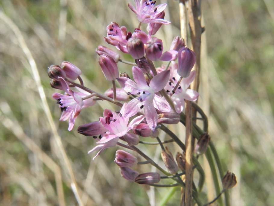 Фото первоцветов хорошем качестве
