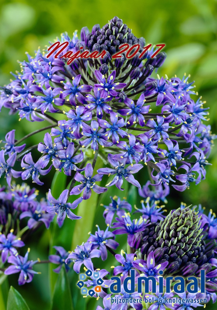 Сцилла Перуанская