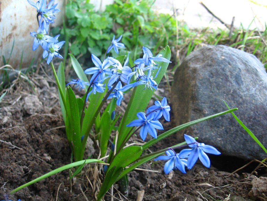 Пролесок и склон