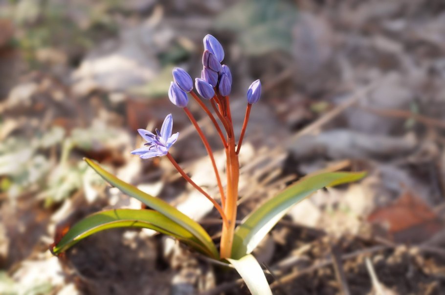 Детский дом пролески Макеевка