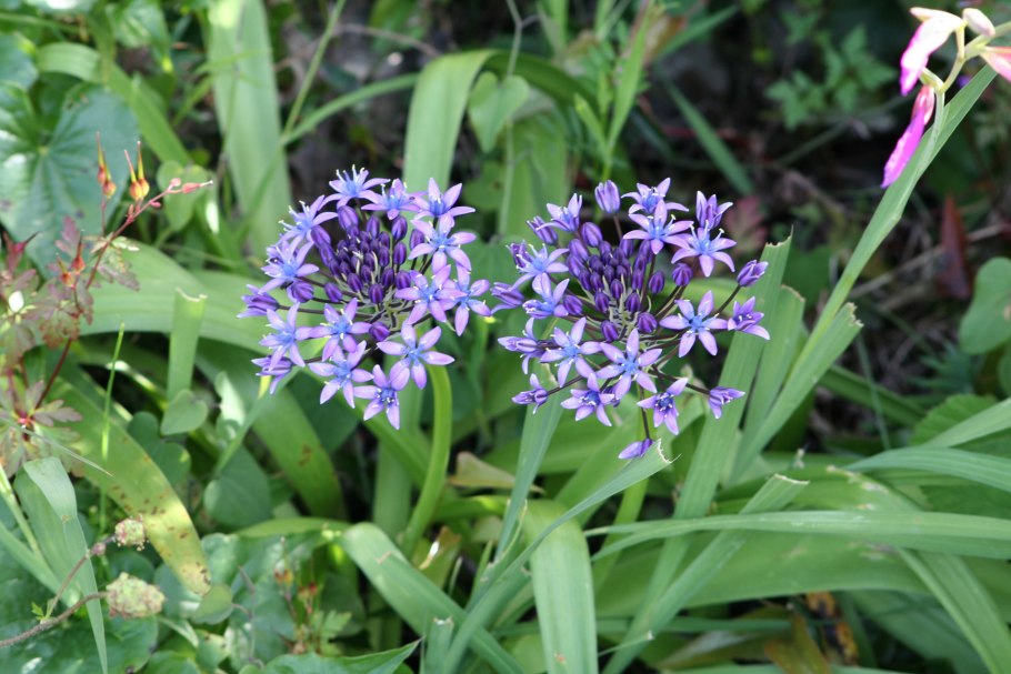 Пролеска Перуанская (Scilla peruviana