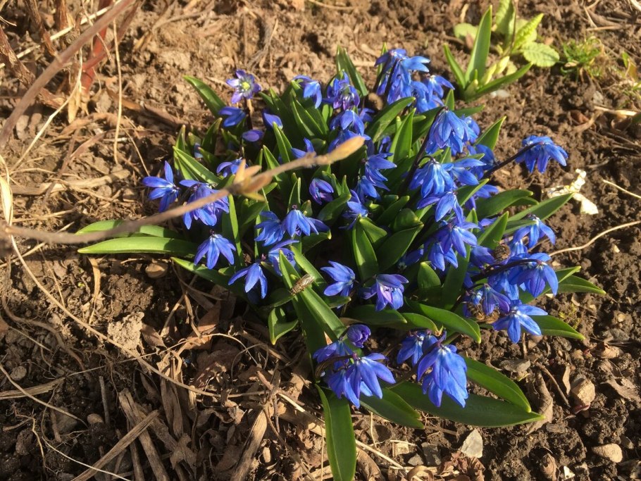 Пролеска красная книга