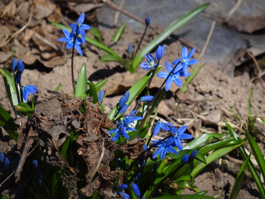 Пролеска колокольчатая белая
