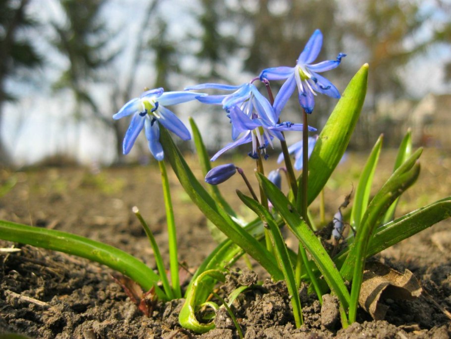 Пролеска сибирская сцилла