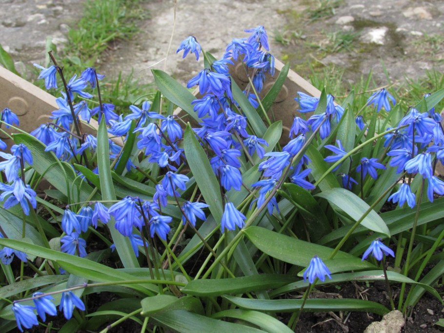 Пролеска Перуанская (Scilla peruviana