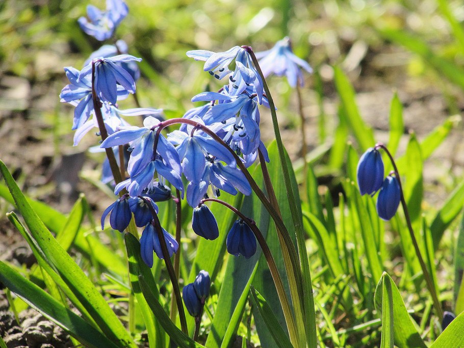 Пролеска сибирская