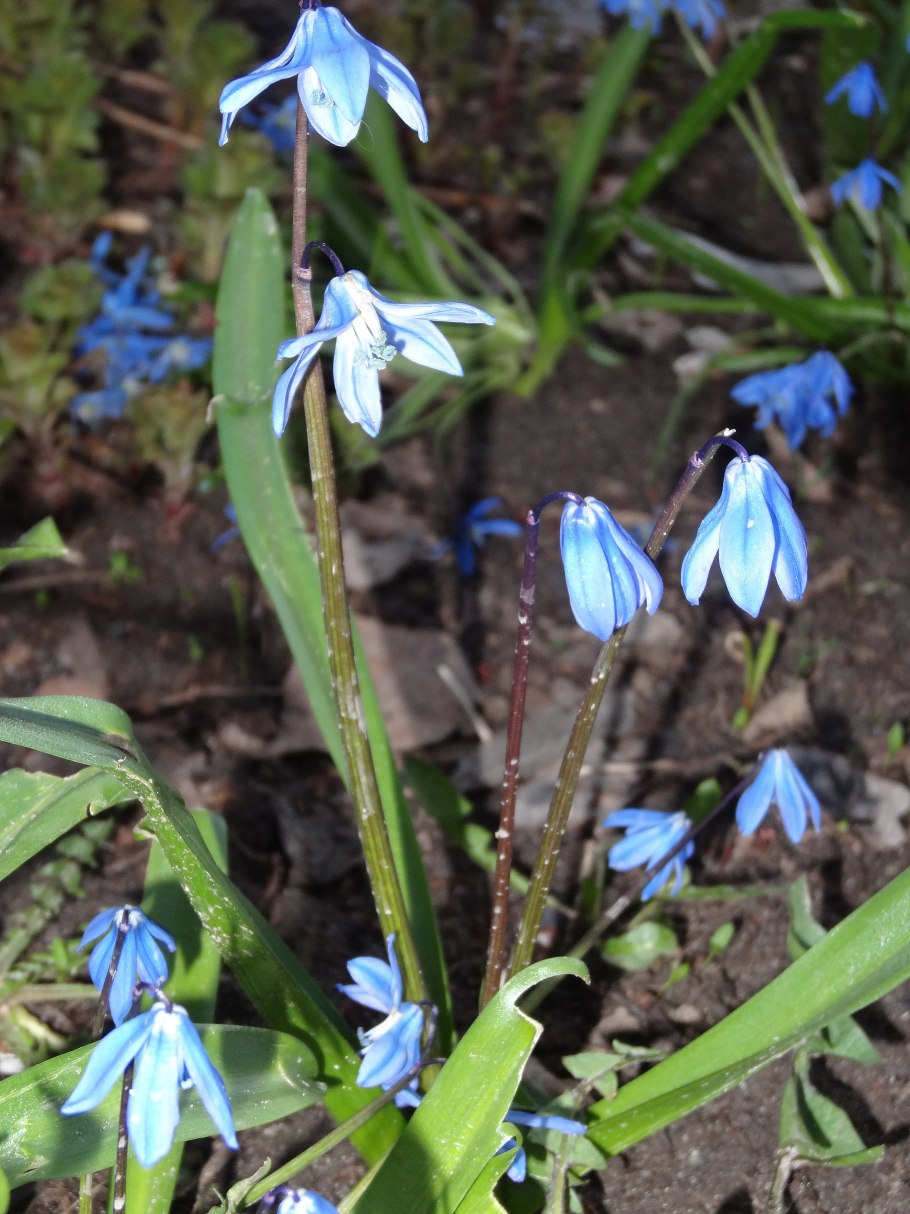 Пролеска испанская ф.белая