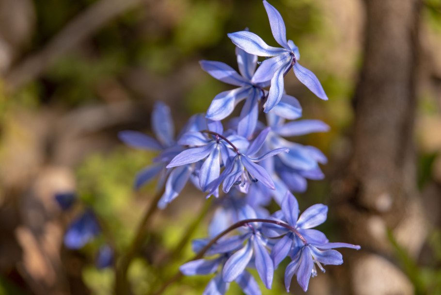 Пролеска Дубравная