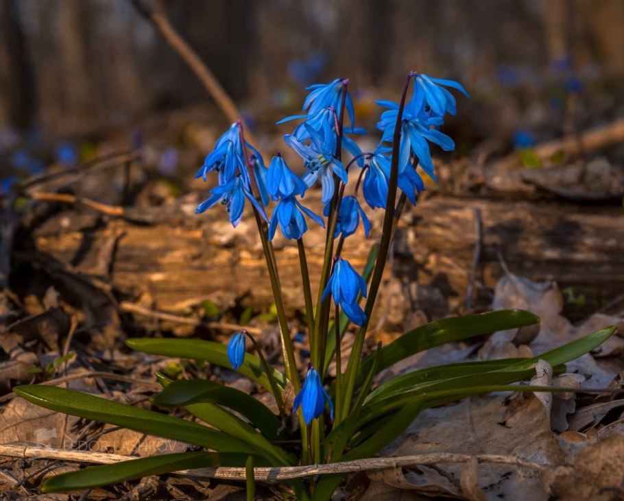 Пролеска Сцилла