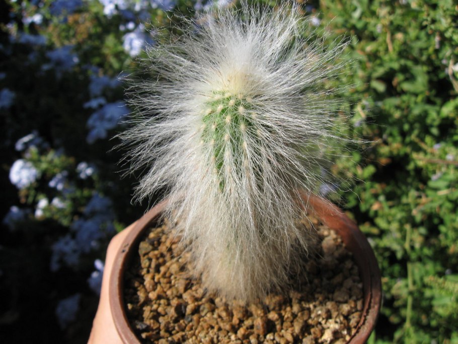 Espostoa melanostele