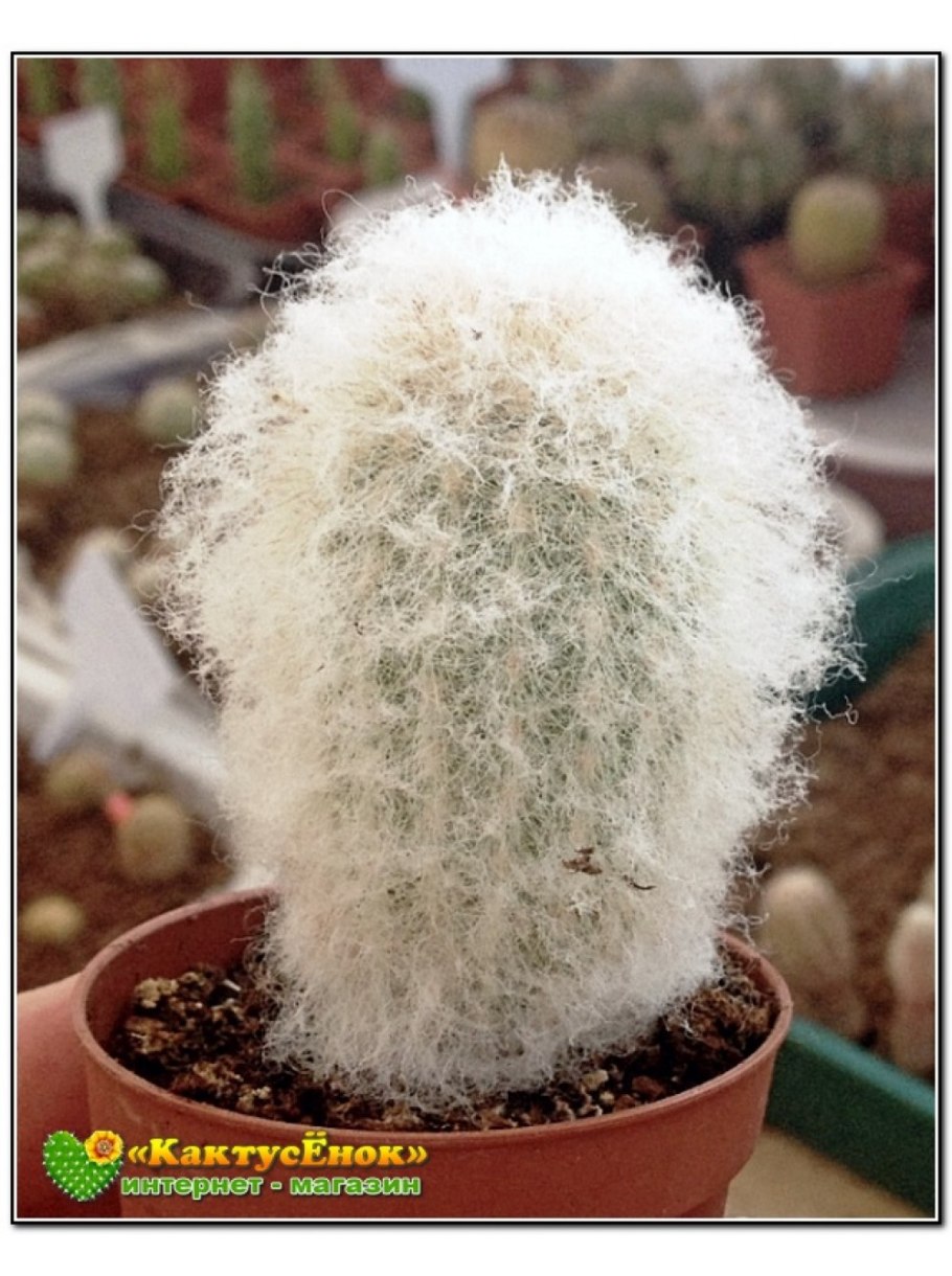 Espostoa Lanata - Эспостоа шерстистая