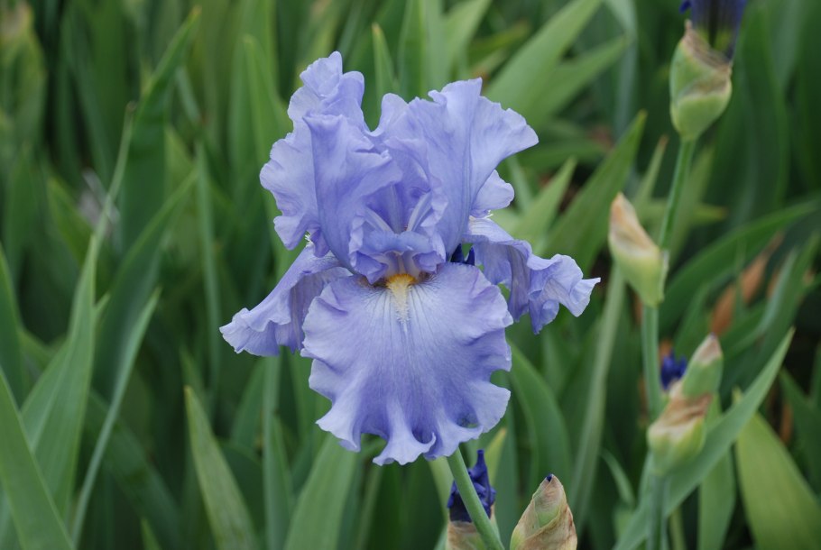 Ирис вилла Эрба