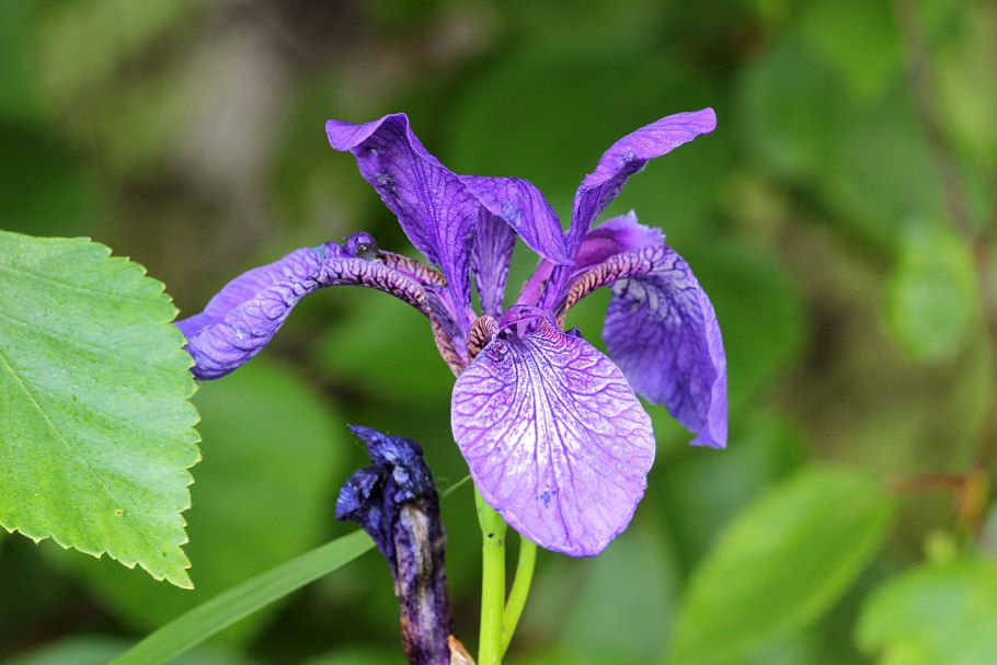 Кронштейн амортизатора BPW 0303221590 правая