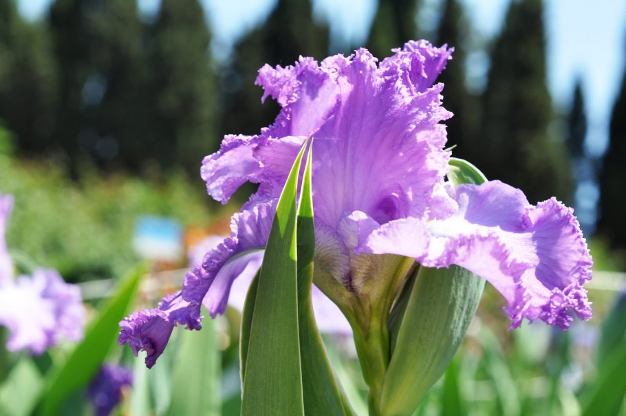 Ирис Pacific Crest