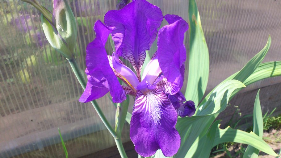 Маленький Ирис с острыми листьями