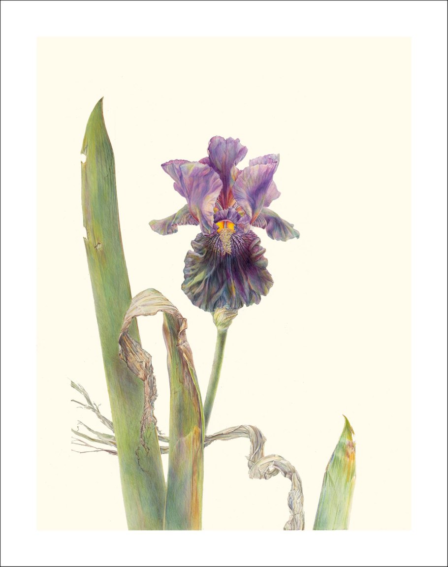 Ирис тонколистный желтый