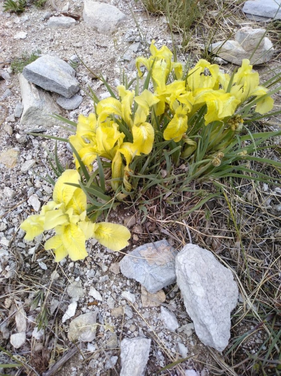 Ирисы рефлекс Шафран