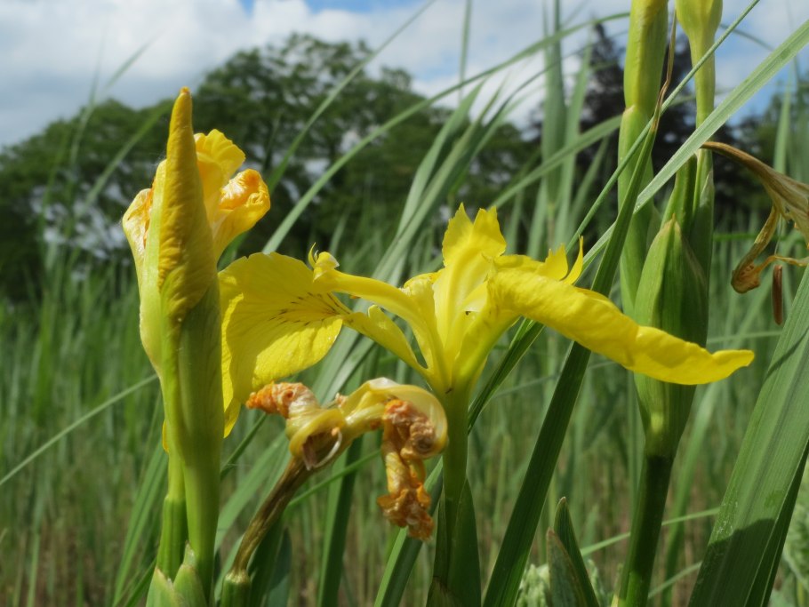 Ирис Кукушкины слезки