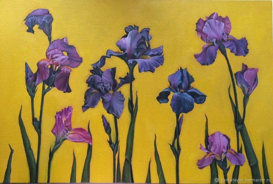 Iris sibirica Tamberg