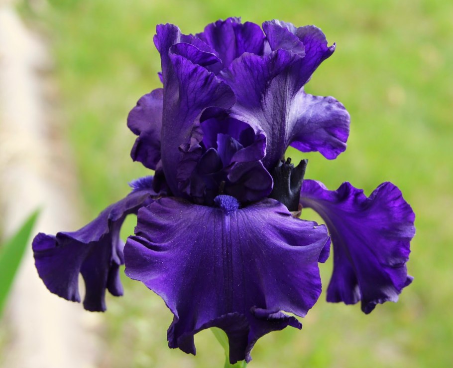 Iris Palaestina