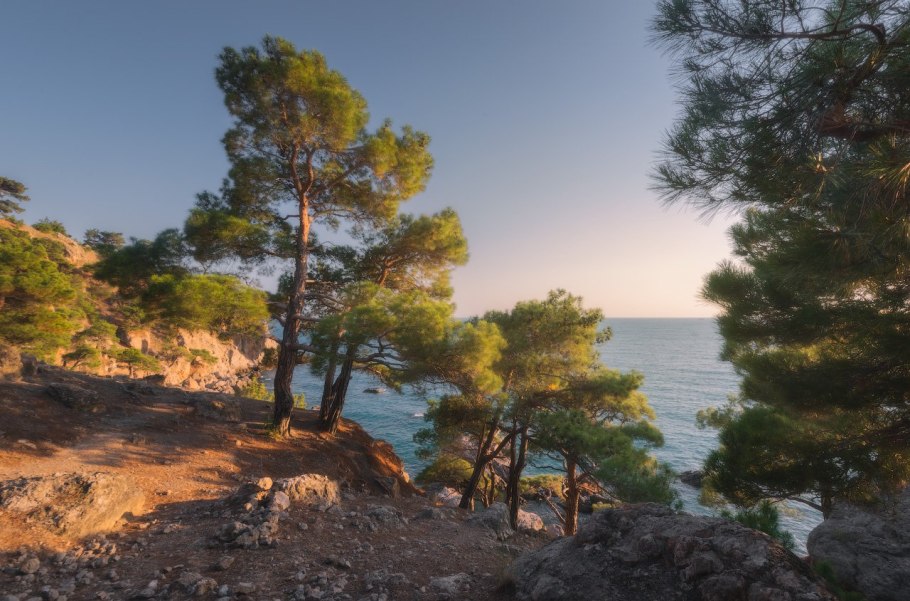 Сосна Крымская Фиолент