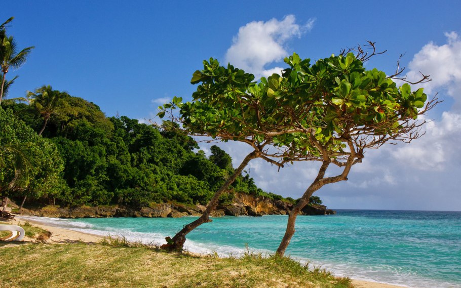 Деревья растущие у моря