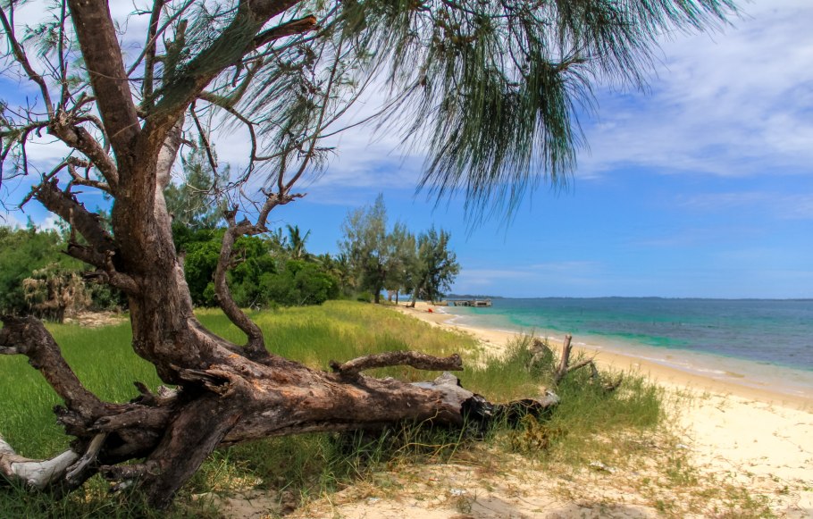 Берег моря деревья