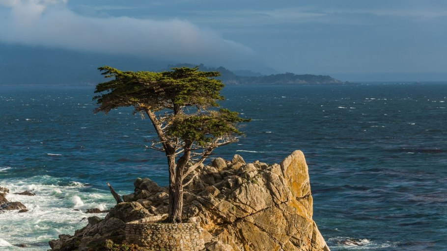 Одинокий Кипарис Калифорния