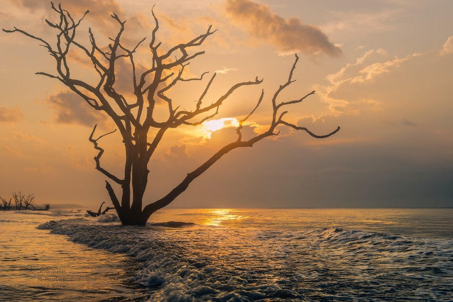 Дерево на берегу моря