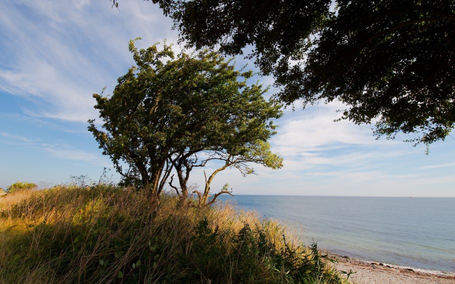 Деревья черного моря